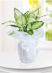 Dieffenbachia Canlı  Saksı Çiçeği