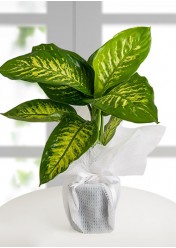 Tropic Snow Canlı Saksı Bitkisi