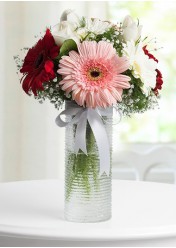 Vazoda Gerbera